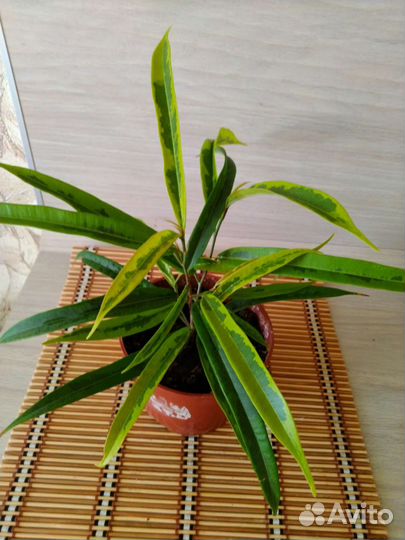 Фикус Биннендийка (Али) Амстел Голд