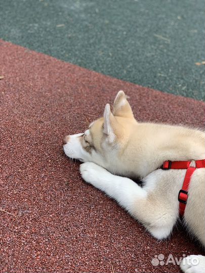 Щенки сибирской хаски мальчик