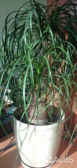 Нолина, бокарнея, слоновья нога