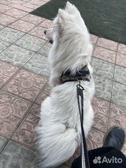 Японский Шпиц вязка