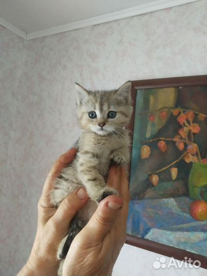 Котята, в добрые руки