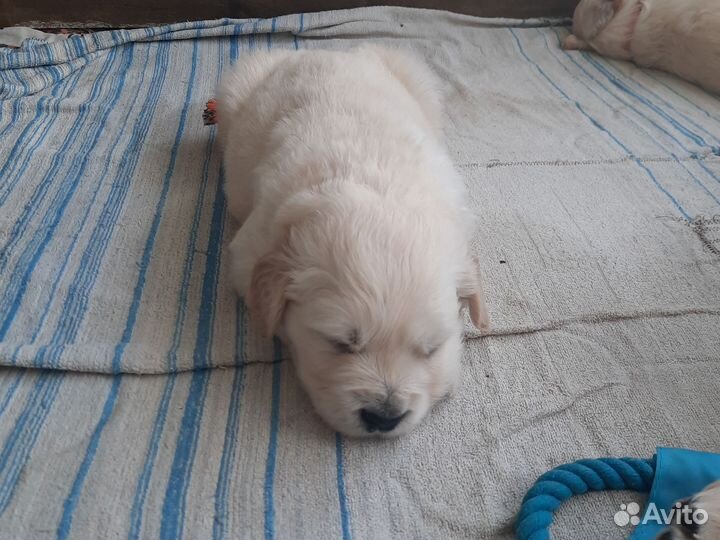 Щенки Голден ретривера