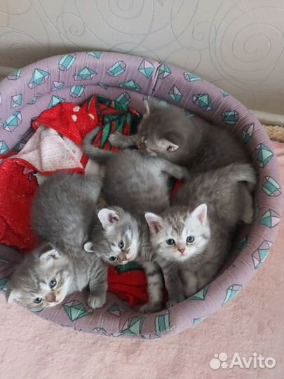 Шотландские котята
