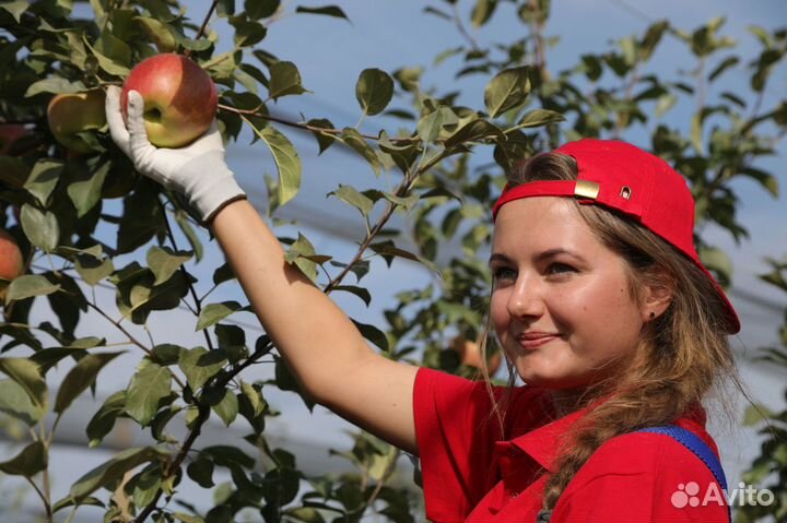 Разнорабочие на сбор яблок (вахта) 2500-4500