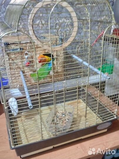 Попугай неразлучники с клеткой