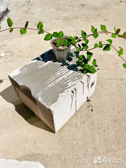 Жимолость каприфоль. Саженцы