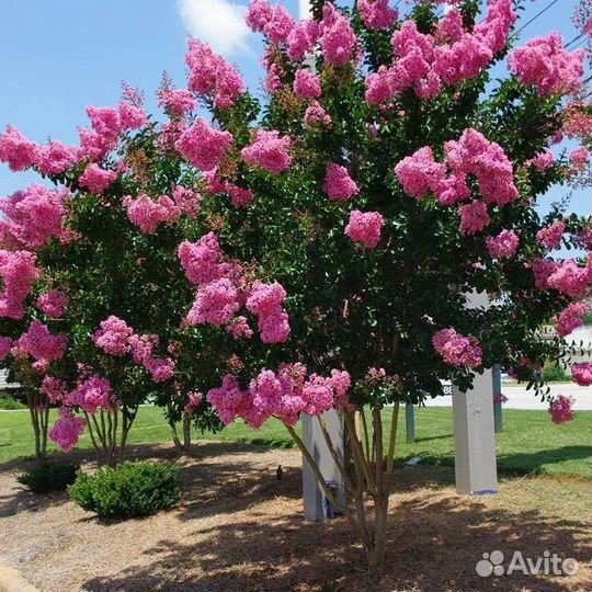 Лагерстремия 