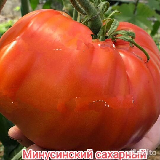 Минусинские сорта