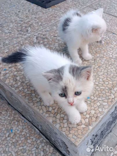 Котята в добрые руки бесплатно