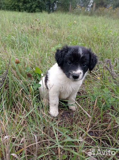 Отдам щенка в добрые руки