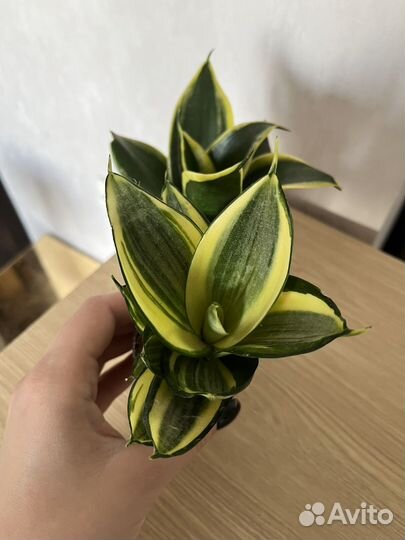 Сансевиерия голден ханни, жаде пагода