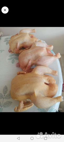 Мясо домашнего бройлера