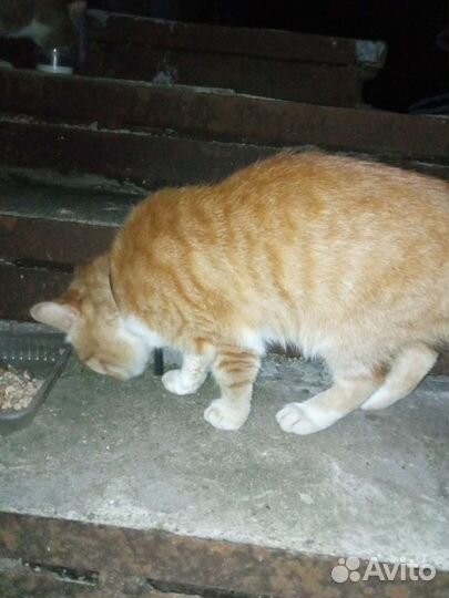 Рыжий котик