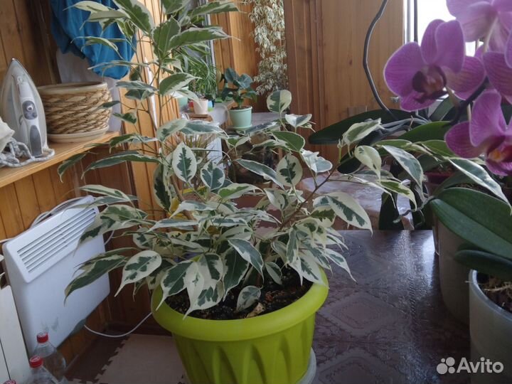 Бенджамина