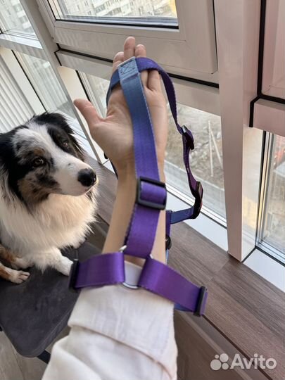 Шлейка для средней собаки