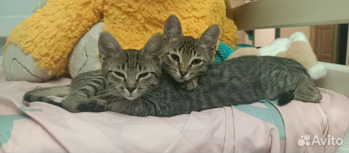 Европейская