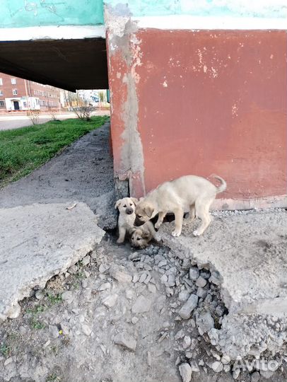 Пристраиваются щенки