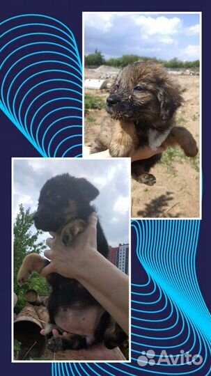 Кутята в добрые руки