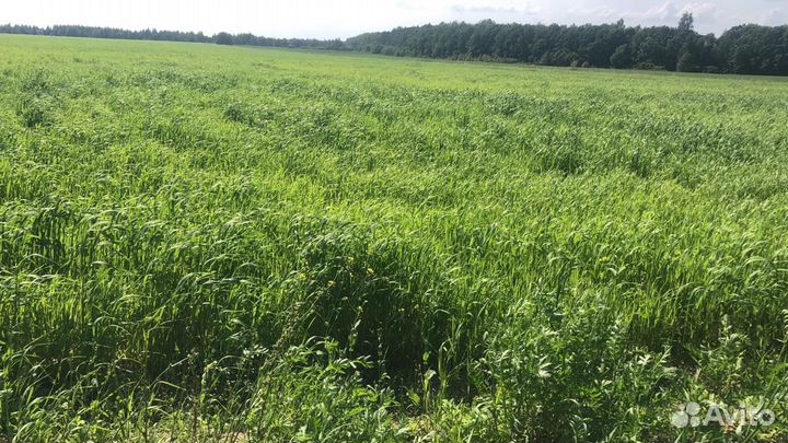 Сено в тюках