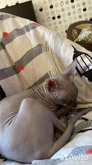 Сфинкс котёнок