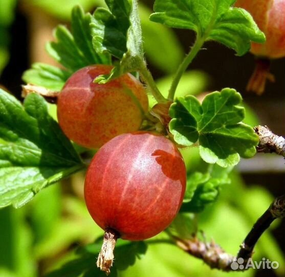 Крыжовник садовый