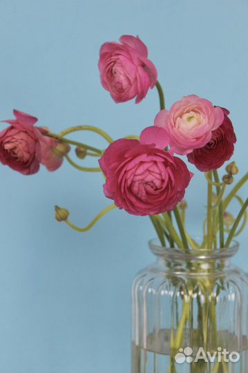 Ранункулюсы/Доставка