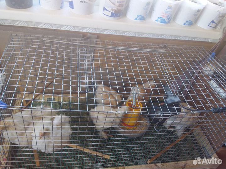 Перевозка перепелов на 20-25 голов