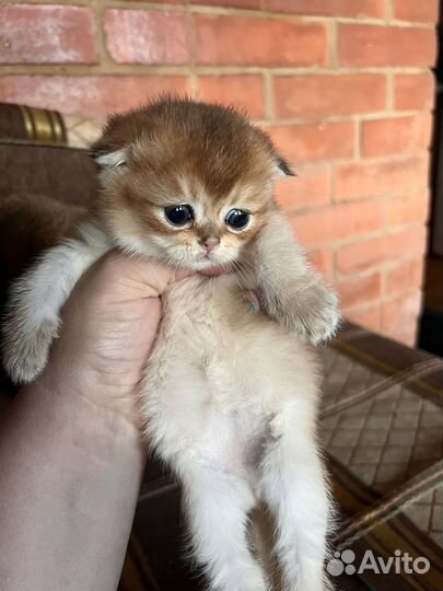 Британские золотые шиншиллы котята