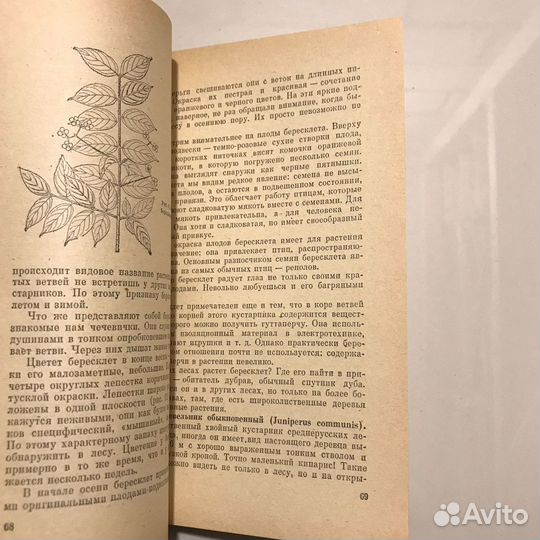 Мир лесных растений