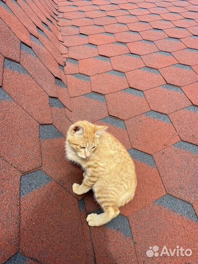 Продаются котята