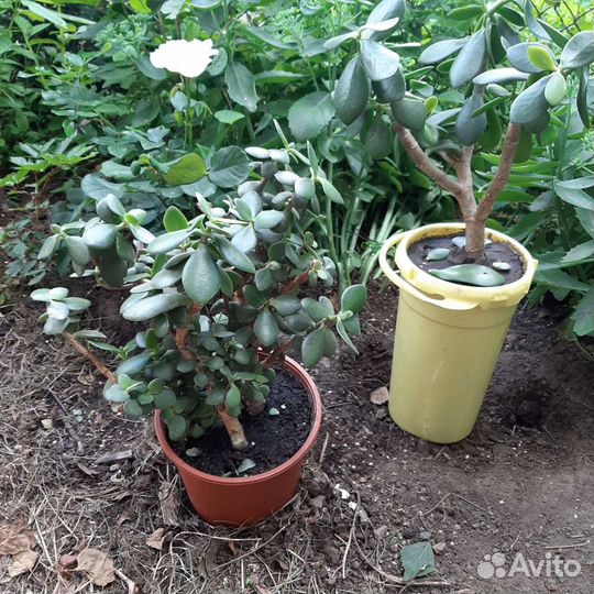 Роза кустовая английская Толстовка посадки и др