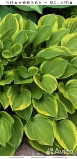 Хоста цветы