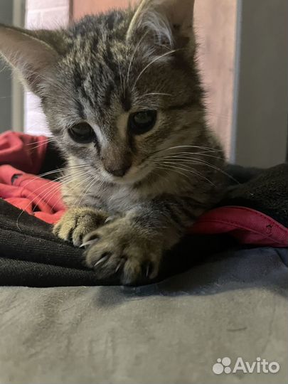 Котенок