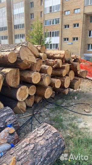 Спил деревьев