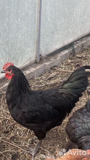 Продам петухов
