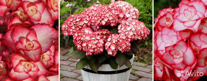 Саженцы крупнолистных Гортензий