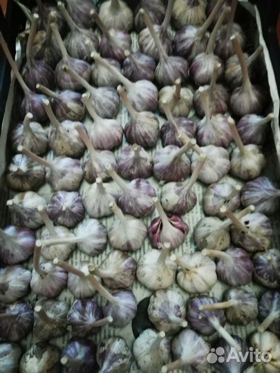 Чеснок озимый