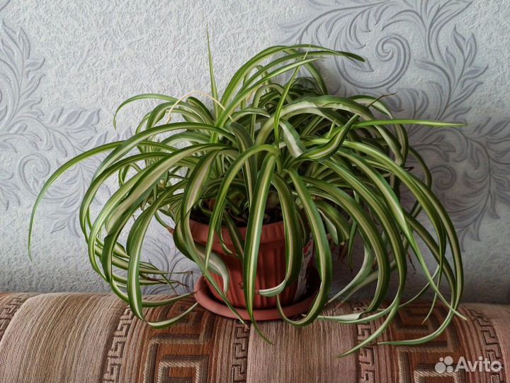 Домашние цветы(Хлорофитум)