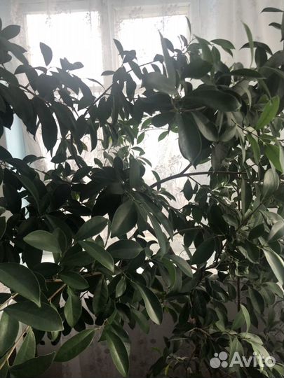 Бенджамина