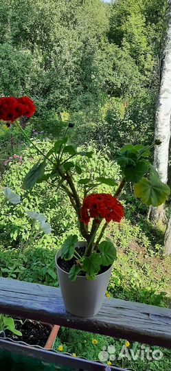 Герань пеларгония розебудная