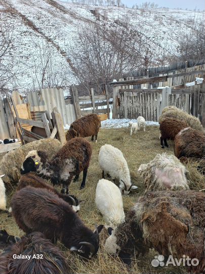 Овцы бараны ягнята оптом