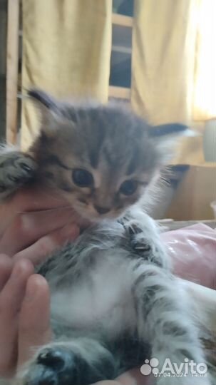 Котята в добрые руки бесплатно