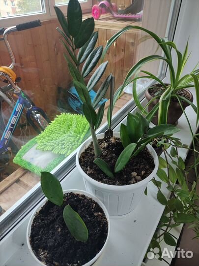 Замиокулькас