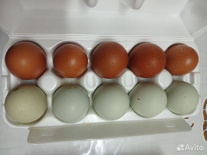 Яйца кур цветные на инкубацию