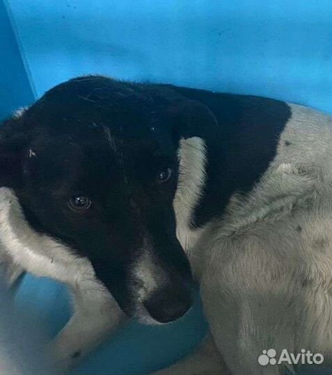 Шанс для Мурочки до завтра