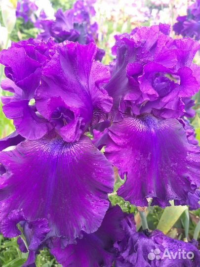 Ирисы бородатые