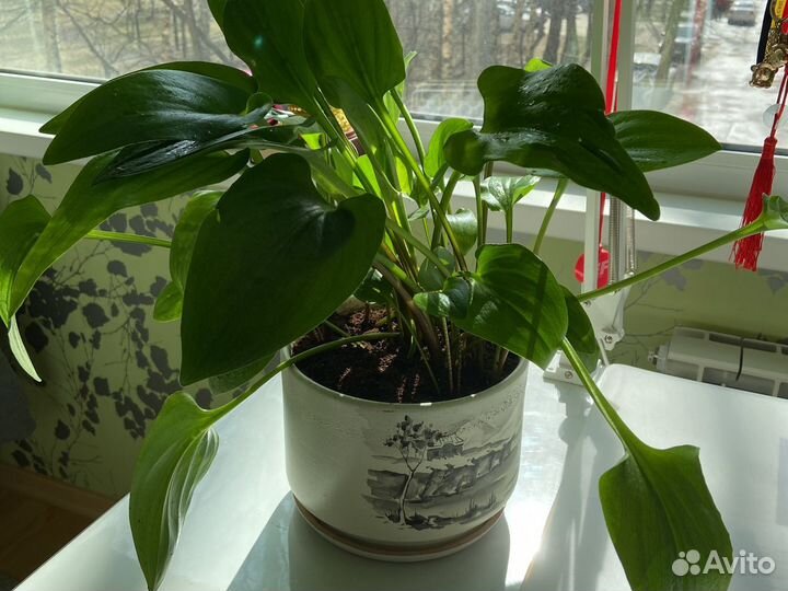 Цветок комнатный Дримиопсис