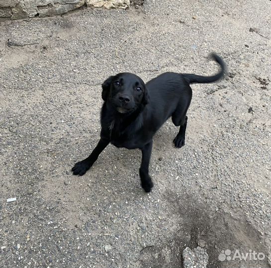 Собака в добрые руки