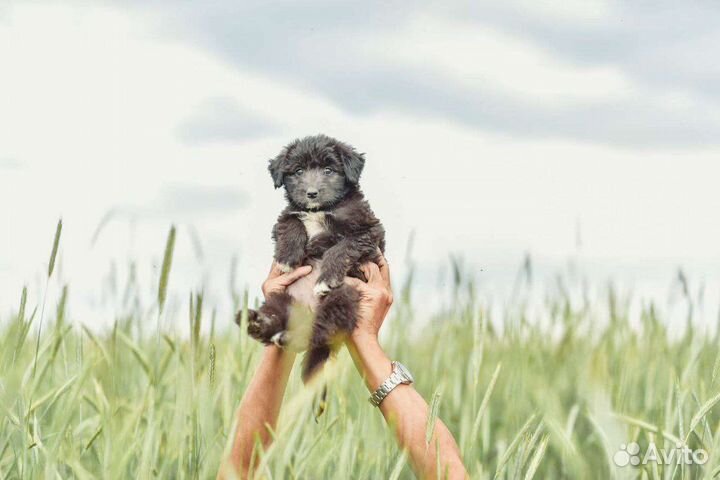 Три щенули в поиске дома