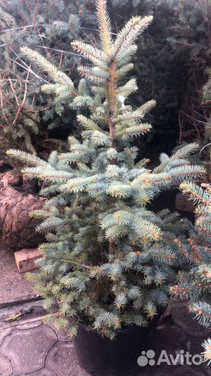 Ели голубые в горшках